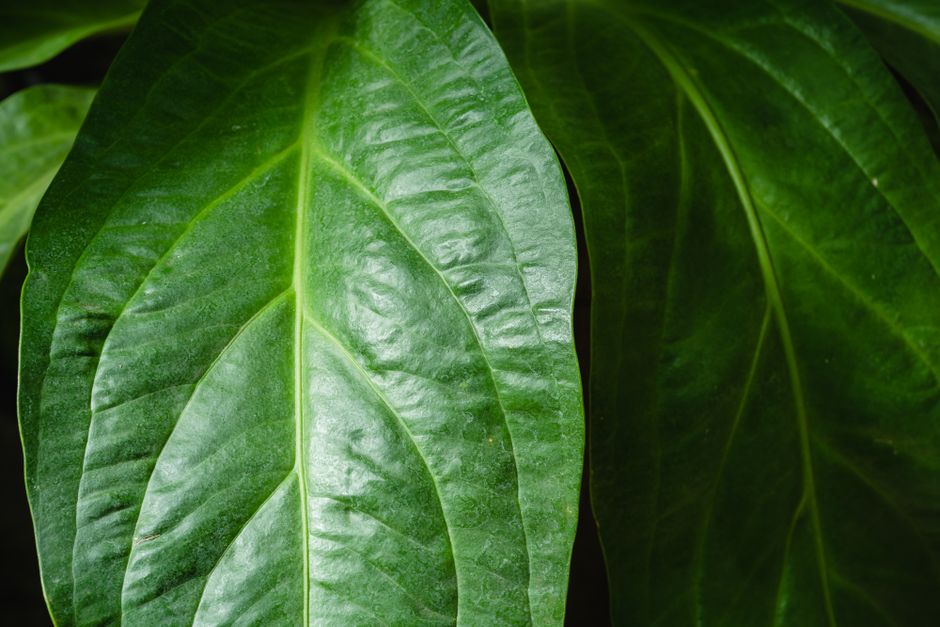 Detailed close-up of vibrant green leaves highlighting their natural texture and patterns.