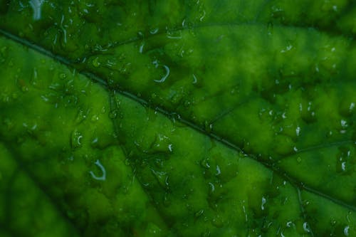 Wet Green Leaf in Close Up Photography