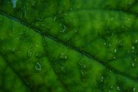 Water Droplets on Green Leaf