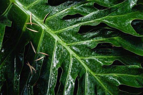 Close Up Photo of a Green Leaf