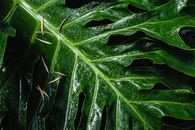 Green Leaf With Water Droplets