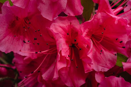 Bright Pink Flowers in Close-Up Photography