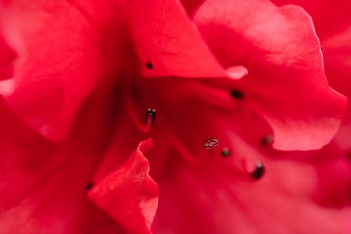 Gratis stockfoto met azalea, bloeien, bloem fotografie Stockfoto