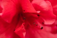 Pink Flower in Macro Shot