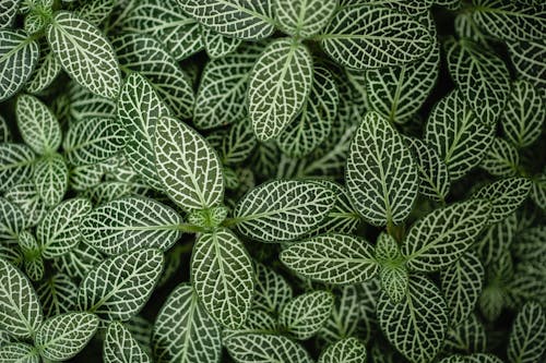 Бесплатное стоковое фото с белый, зеленый, листья