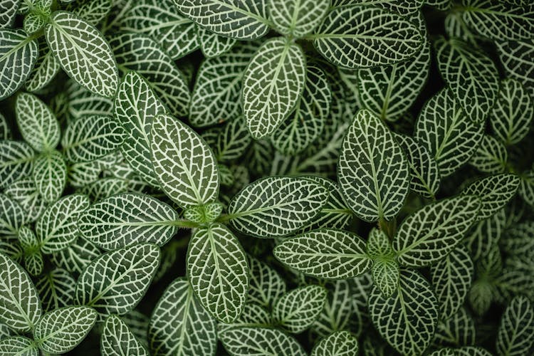 Green Leaves With White Patterns