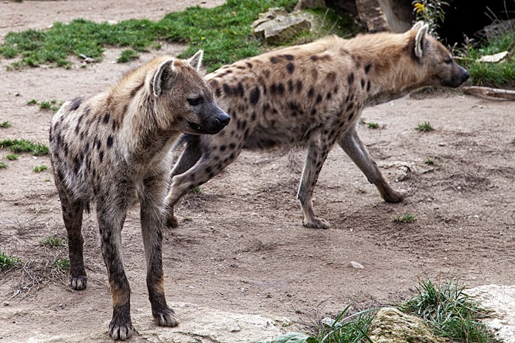 Hyenas In The Wild