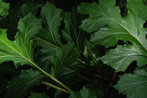 A Close-Up Shot of a Green Leaves