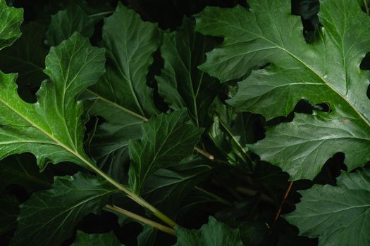 Detailed view of lush dark green Acanthus leaves with visible veins and midrib.