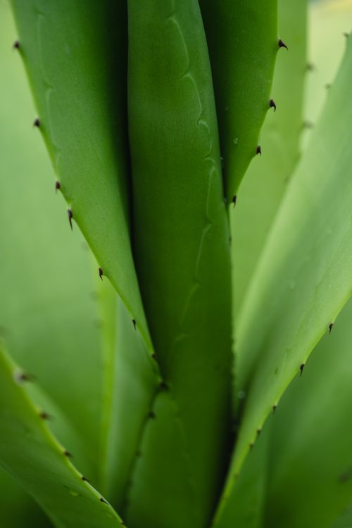 Free Detailed close-up of vibrant green cactus leaves showcasing their sharp thorns and natural beauty. Stock Photo