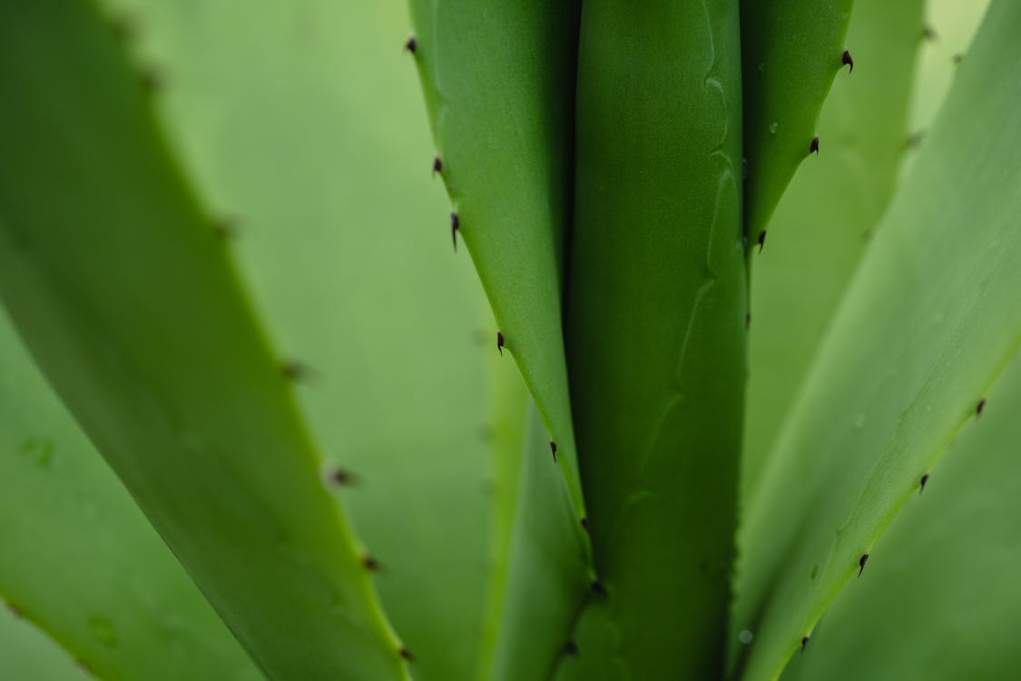 A Close-Up Shot of a Cactus