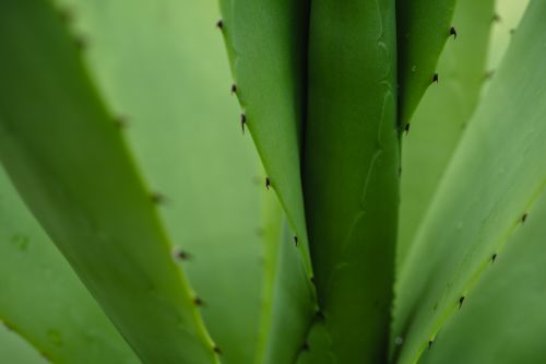 Free Detailed close-up image of a lush green agave plant with prominent thorns, capturing natural beauty. Stock Photo