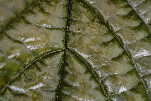 A Close-Up Shot of a Leaf