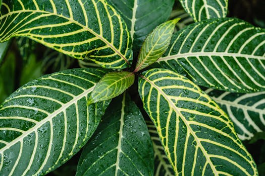 Detailed close-up of lush green zebra plant leaves with refreshing water droplets showcasing natural patterns.