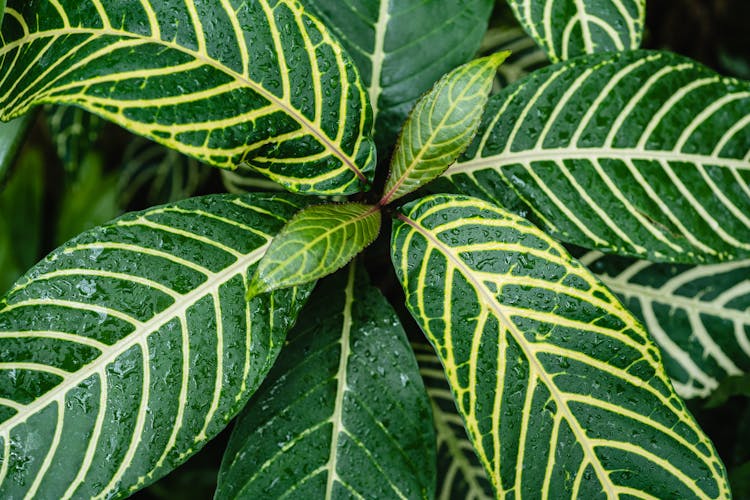 Patterns On Green Leaves