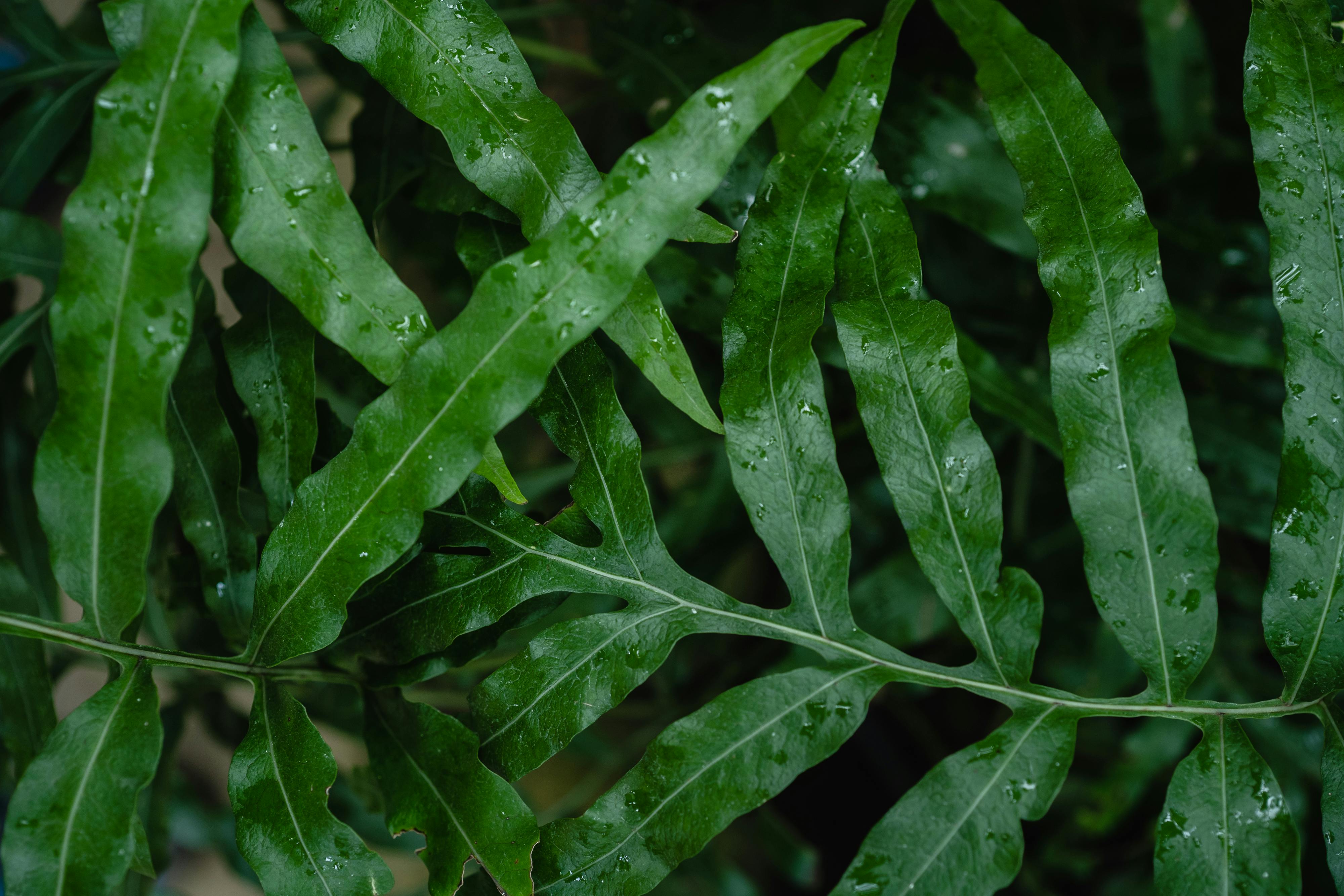 Vibrant green leaves with water droplets in a natural setting, showcasing lush flora.