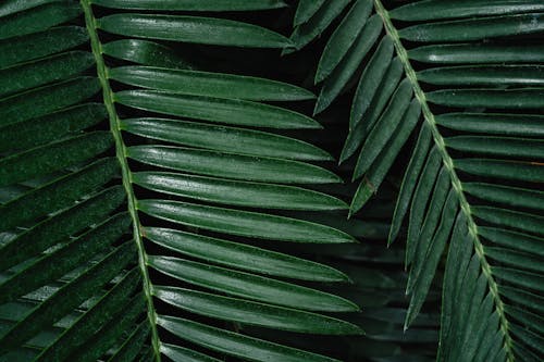 Foto profissional grátis de caules, close-up, ecológico