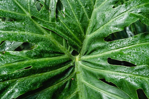 Water Droplets on Green Leaf