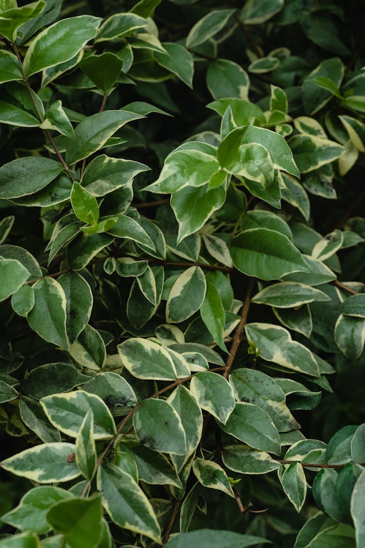 White Patterns On Green Leaves