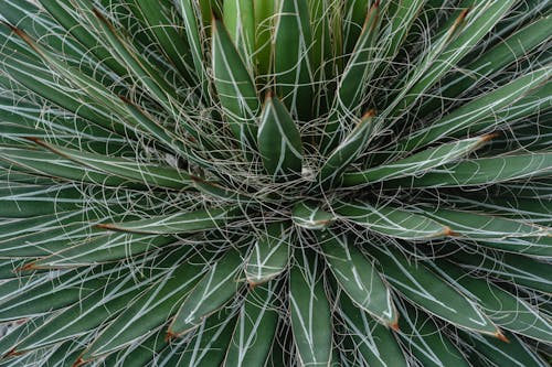 Close-Up Shot of Green and White Leaves