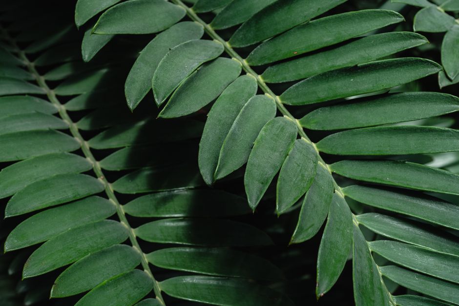 Zamioculcas