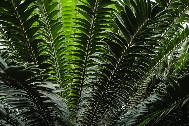 Plant With Green Leaves