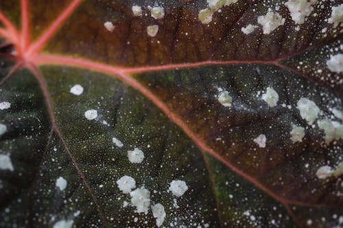 Close-Up Shot of a Leaf