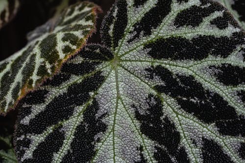 Close-Up Shot of a Leaf