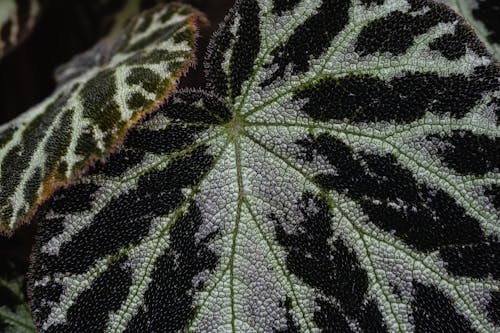 Foto profissional grátis de botânica, botânico, estrutura