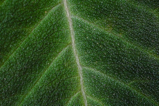 High-resolution macro photograph highlighting the intricate veins of a green leaf.