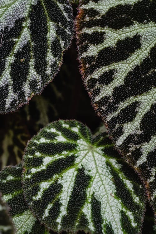 A Macro Photography of Dark Green Leaves