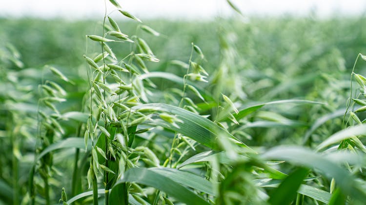 Green Oat Field