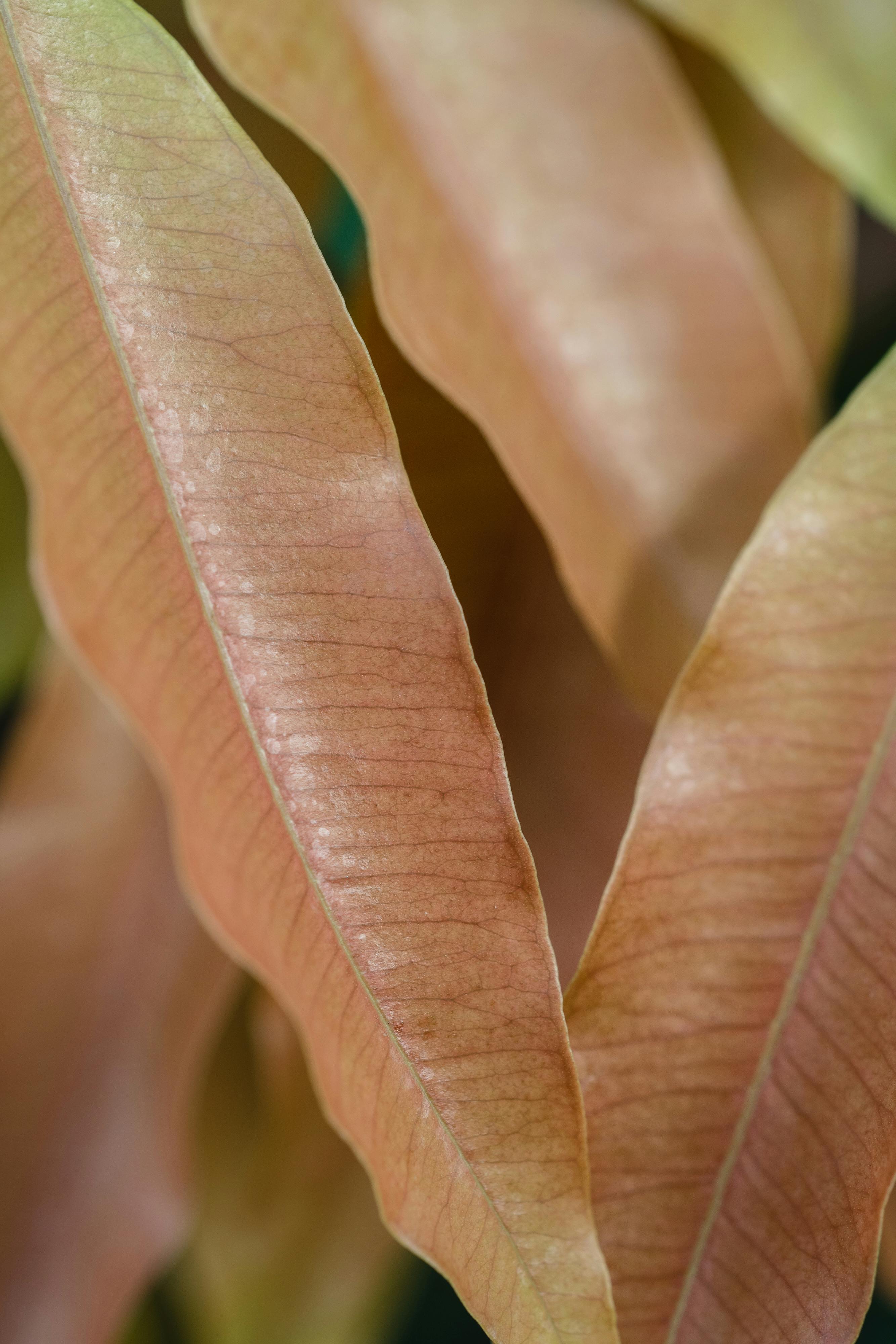 Detailed close-up of brown leaves showcasing texture and earthy tones in natural setting.