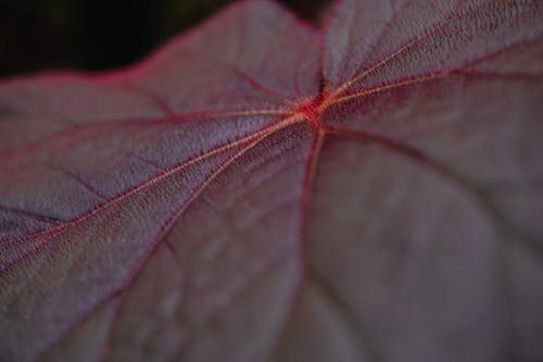 Purple Leaf in Close-Up Photography