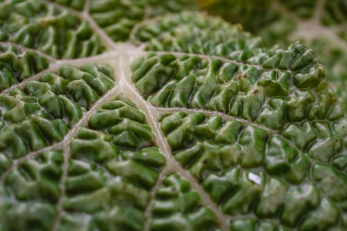 A Macro Shot of a Green Leaf