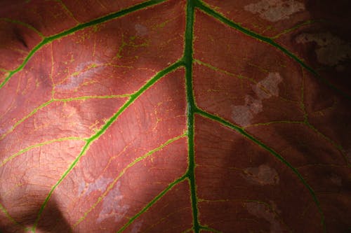 A Close-Up Shot of a Red Leaf