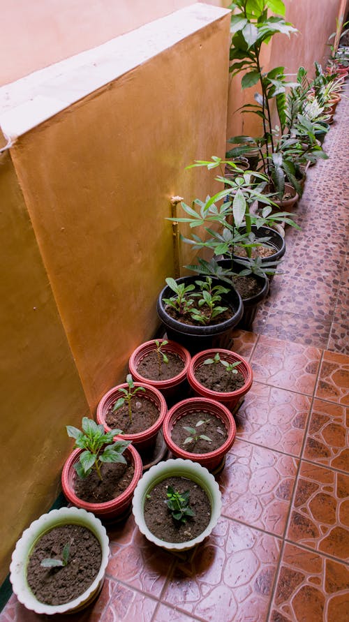 High Angle Photo of Green Potted Plants