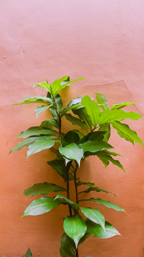 Close Up Photo of Green Plant Beside Brown Wall