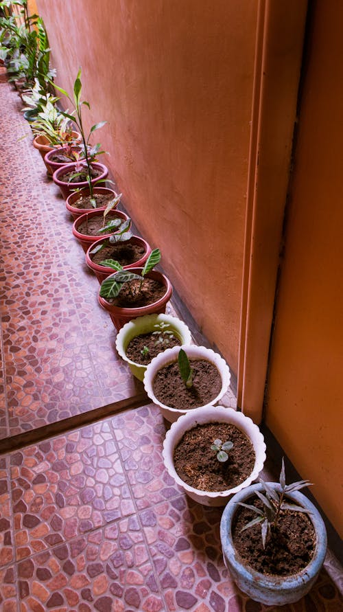 High Angle Photo of Green Potted Plants