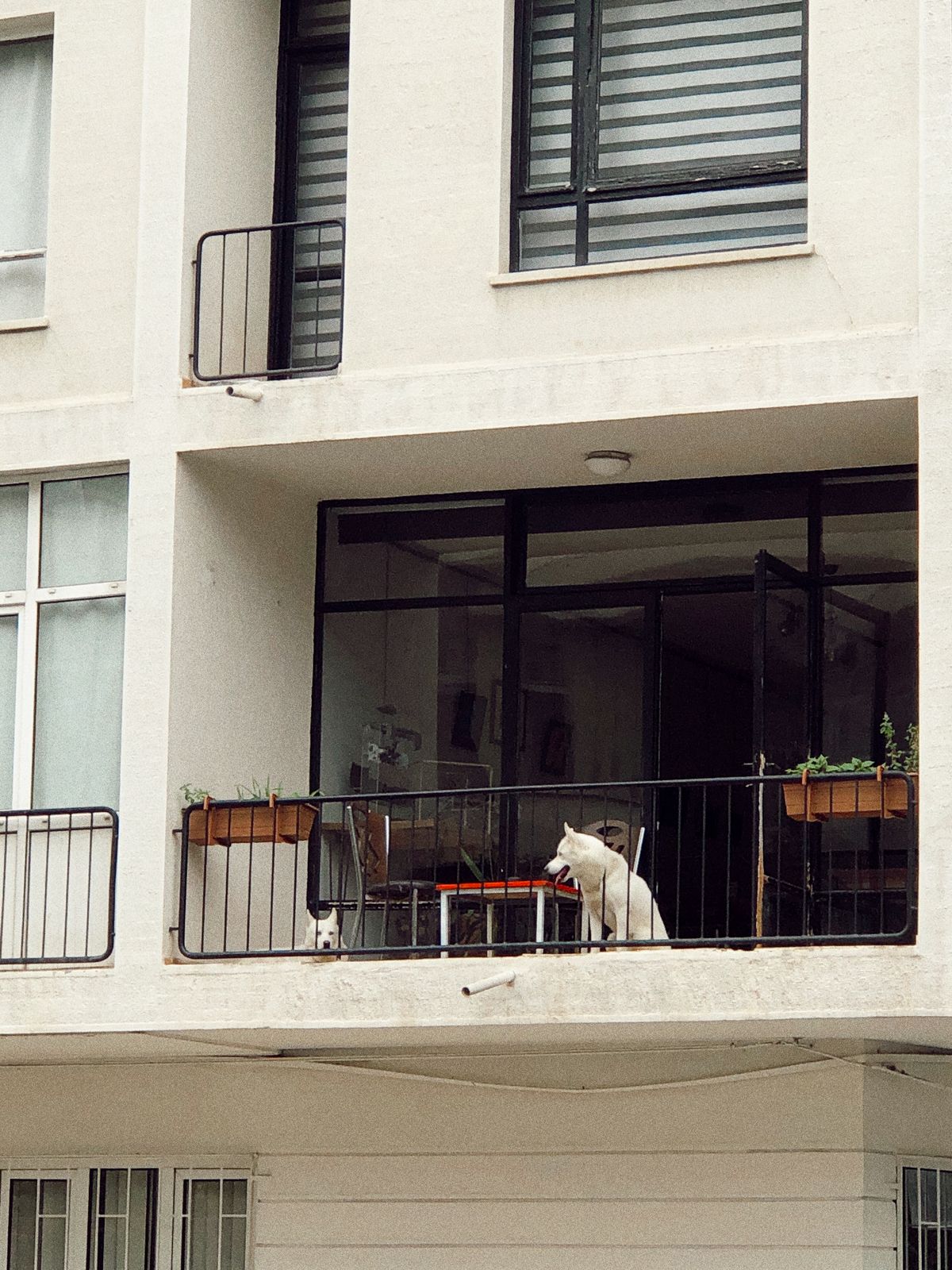 Pet friendly apartment balcony with dog and balcony plants