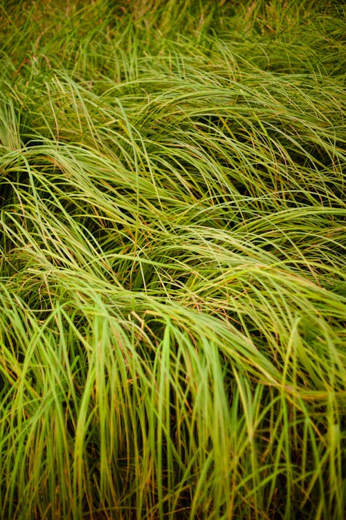 Close Up Photo of Green Grass Field
