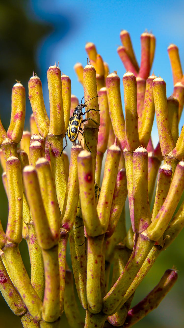 Black And Yellow Bug On Green Plant