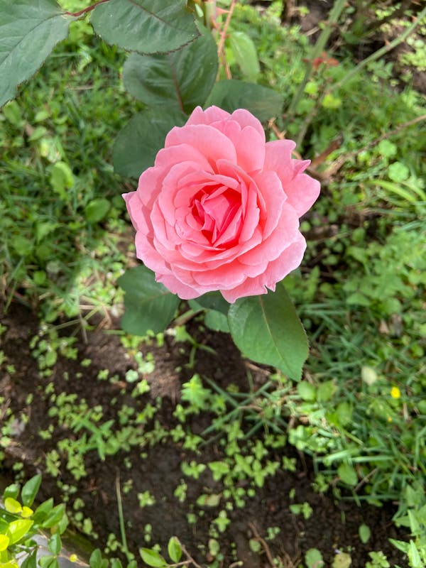 How to Prepare for Quran Exams