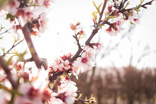 Ingyenes stockfotó ágak, cseresznyevirágok, évszak témában