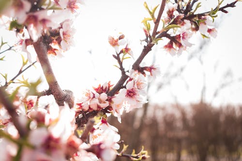 Cherry Blossoms on Branches