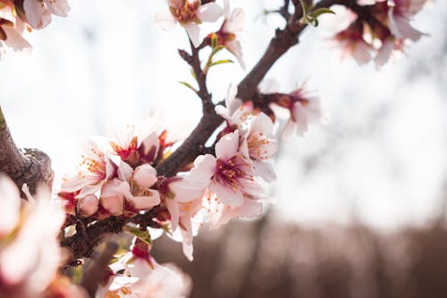 Photos gratuites de arbre, branches, environnement