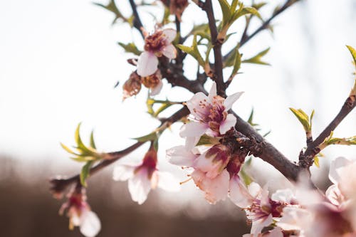 Fotobanka s bezplatnými fotkami na tému čerešňové kvety, exteriéry, flóra