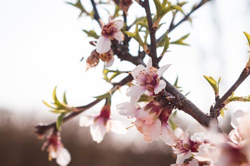 Cherry Blossoms on Branches