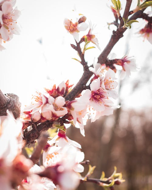Ingyenes stockfotó ágak, cseresznyevirágok, évszak témában