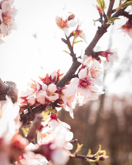 Gratis lagerfoto af blade, blomster, fjeder